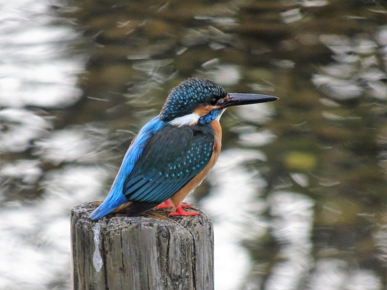 オロト酸のMg塩は医薬品 善玉核酸を科学する 株式会社古川リサーチオフィス